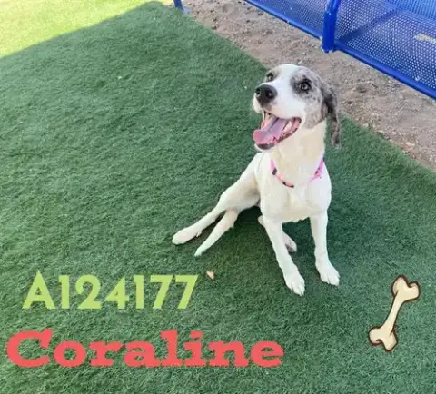 Coraline