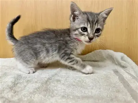 Tabitha