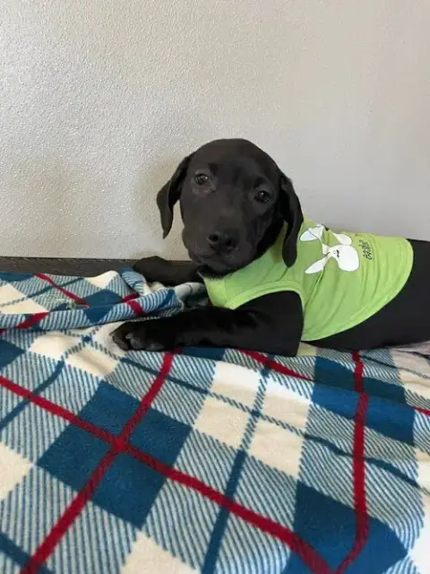 Coffee Puppies photo 2