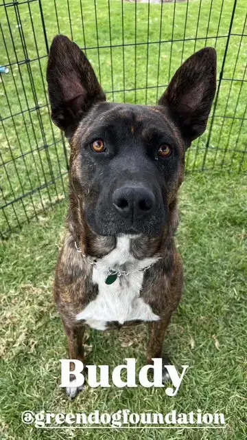 Buddy photo 2
