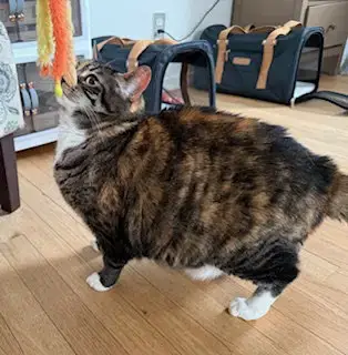 Amelia