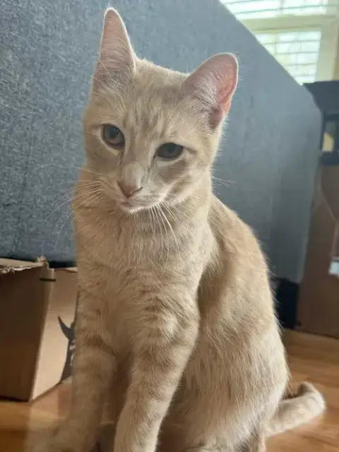 Archibald