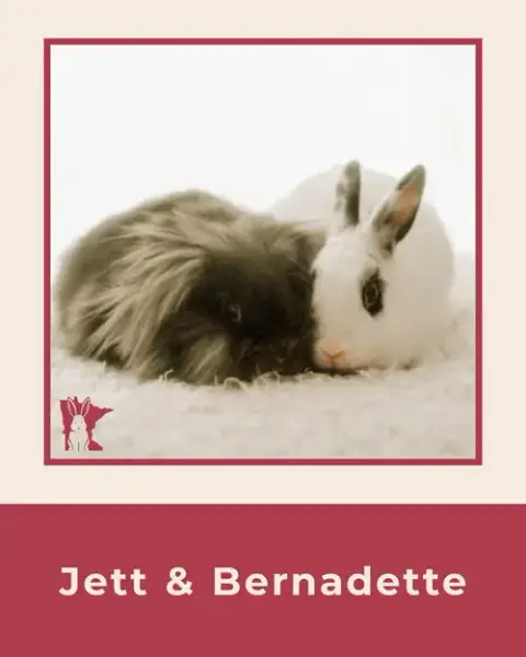Jett photo 4