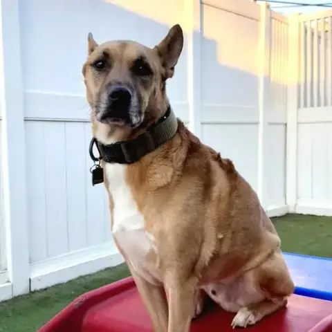 Handsome Beauregard photo 4