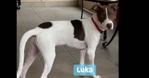 Luka
