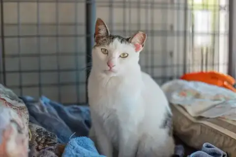 Penelope