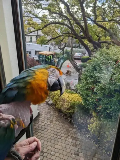 Mango photo 2