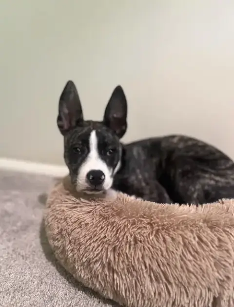 Oswald photo 3