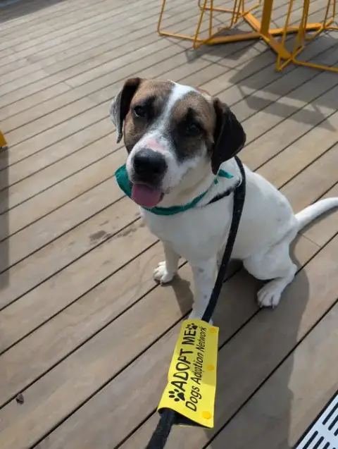 Cooper