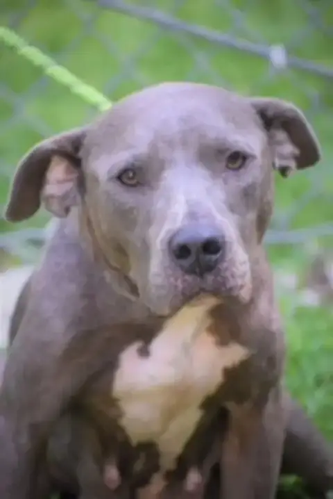 Diamond *Adopt Or Foster* photo 5