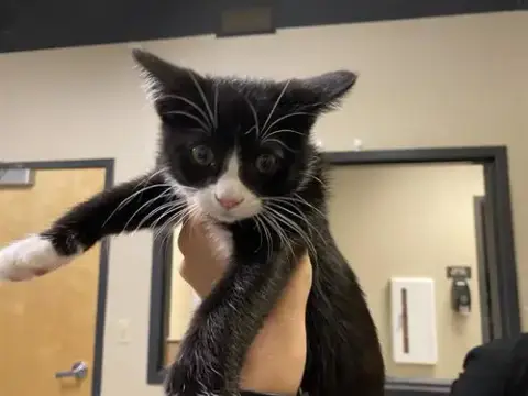 Sylvester