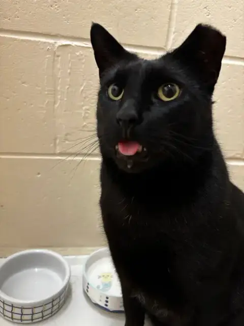 Duke