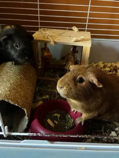 Pumpkin & Spice Guinea Pigs