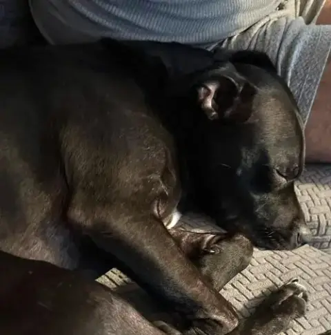Dixie photo 2
