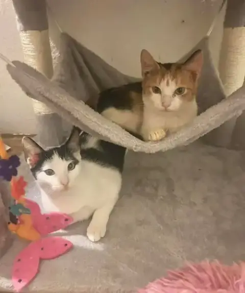 Jasmine And Lilycoi