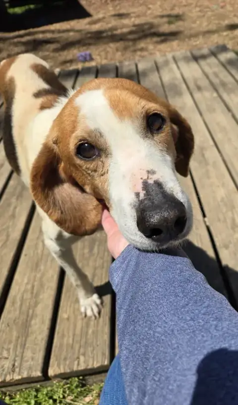 Liberty: Not At The Shelter photo 3