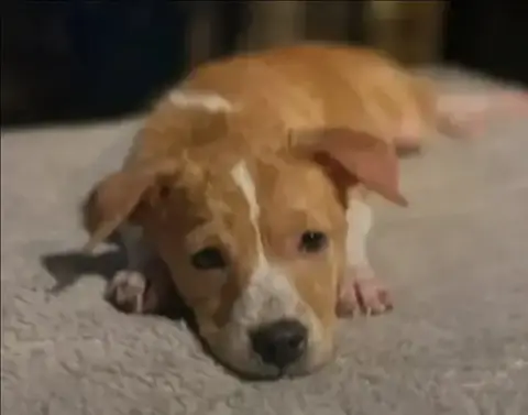 Puppy Diva photo 3