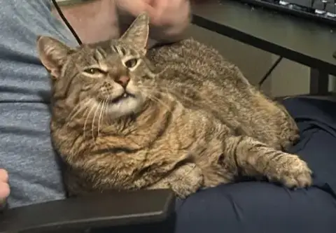 Rigby
