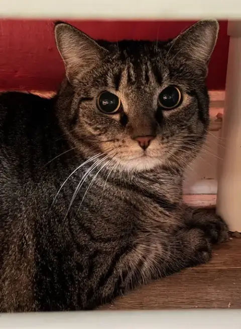 Lily- Declaw photo 3