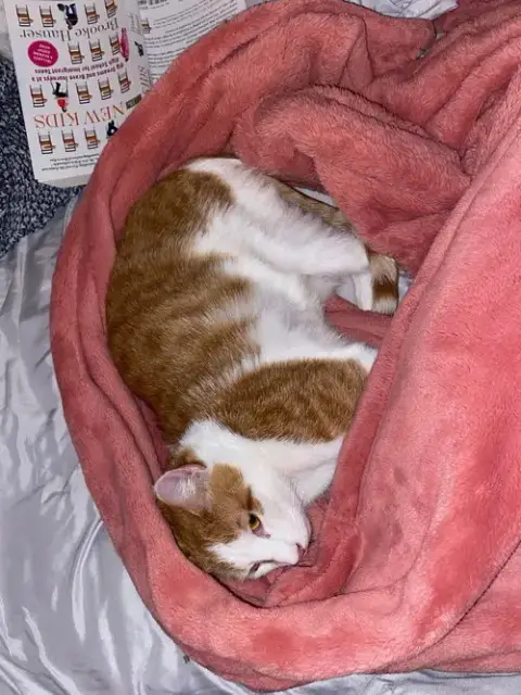 Tigger photo 2