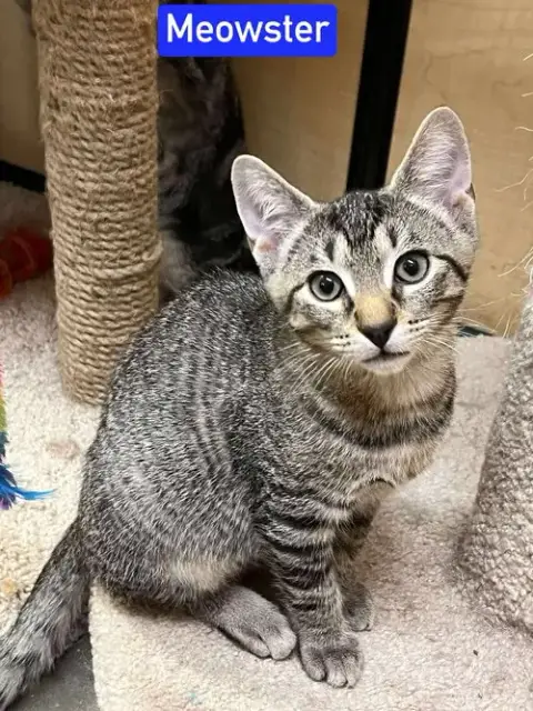 Mr. Meowster photo 3
