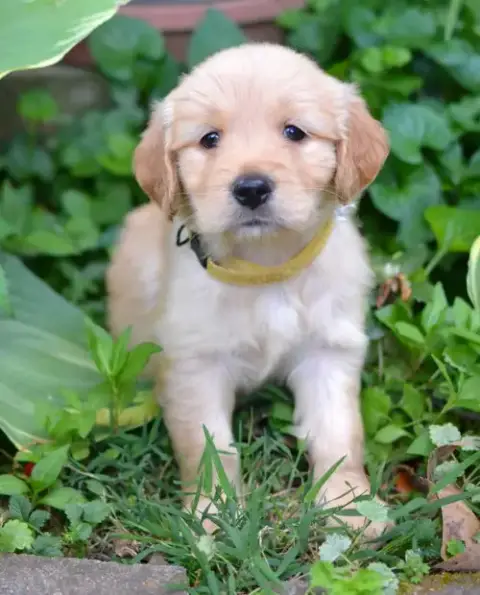 Lilly
