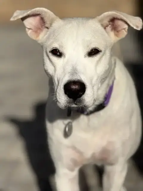 Willow photo 3