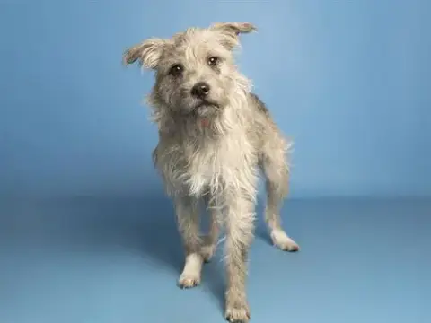 Shaggy