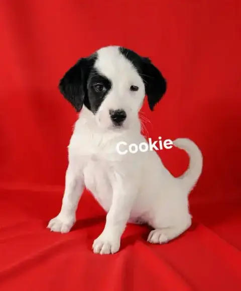 Cookie