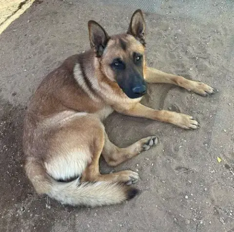 Angelito- In Foster Home photo 4
