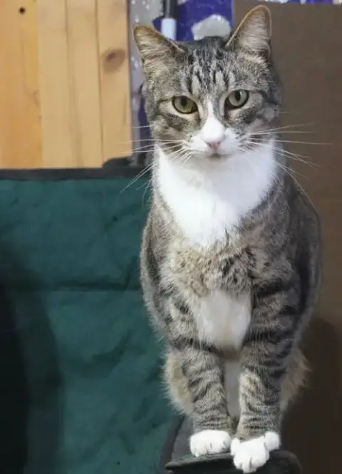 Mittens