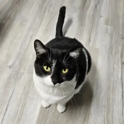 Tulip