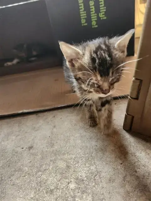 Frodo