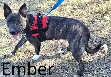 Ember