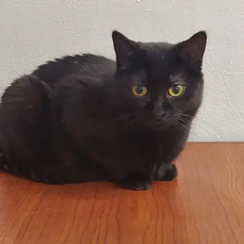 Nyx