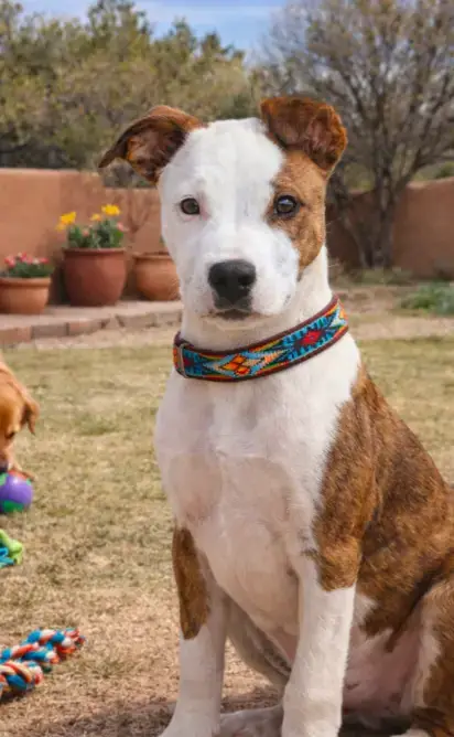 Duke
