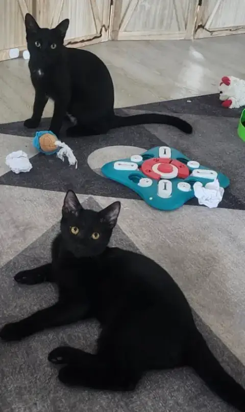 Bonded Pair: Salem & Spirit photo 4
