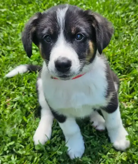 Puppy Bear Bear
