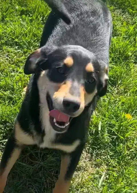Sibbies