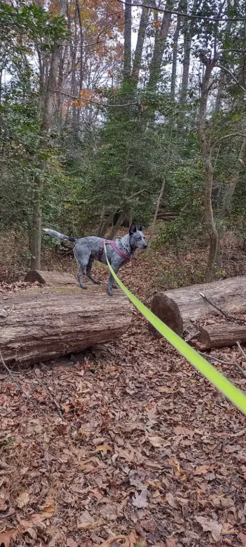Scout photo 5
