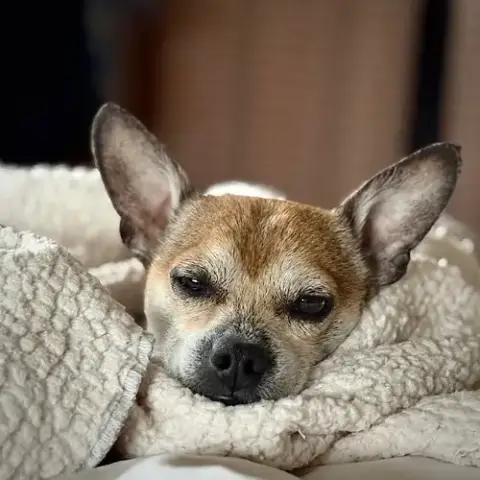 Simba photo 3