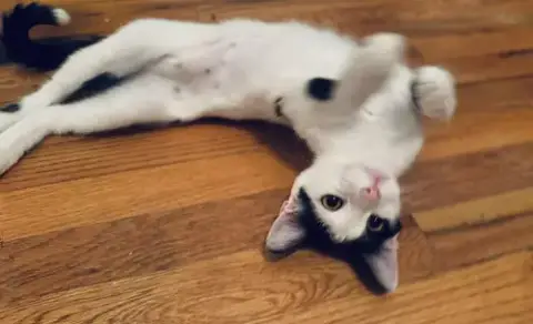 Uma