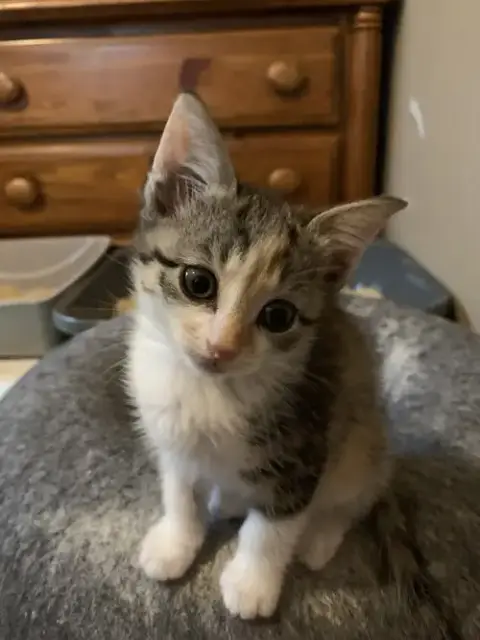 Bella