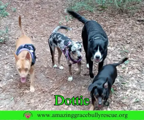 Dottie photo 3