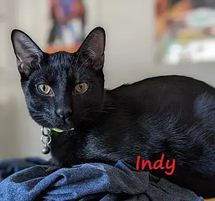 Indy #Copper-Penny-Eyes photo 2