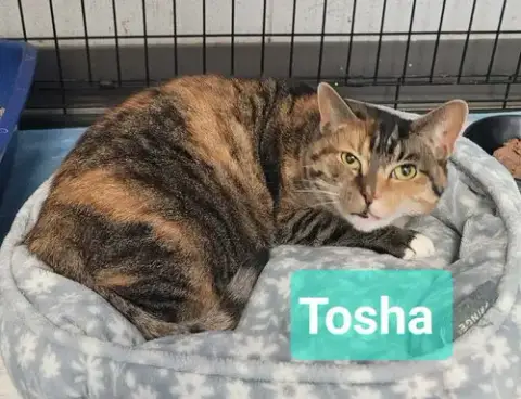 Tosha photo 2