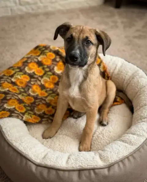 **Cassius** photo 2