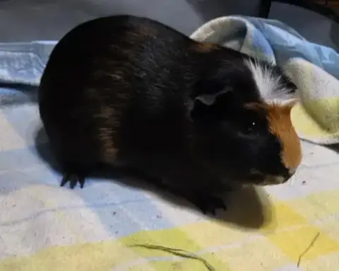 Oreo