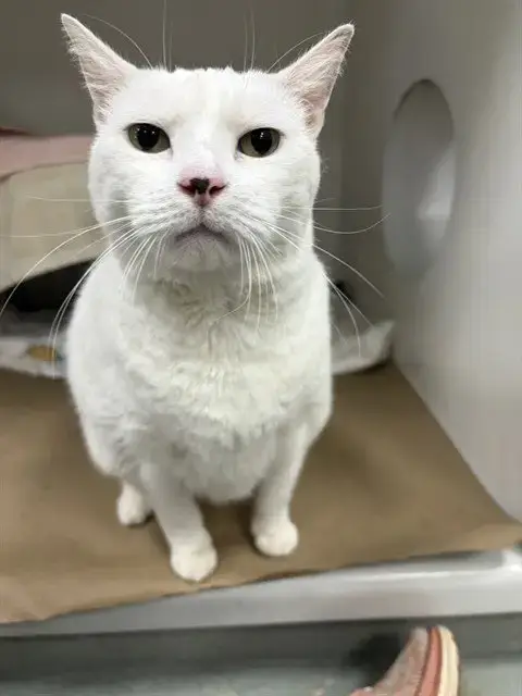 Chloe