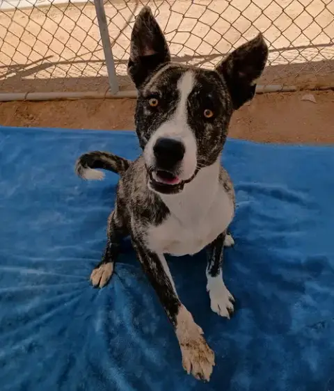 Ferb-In Foster Home